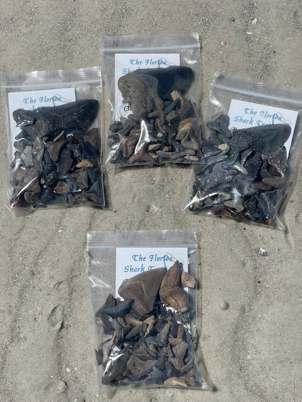 Florida Authentic Shark Teeth Bag