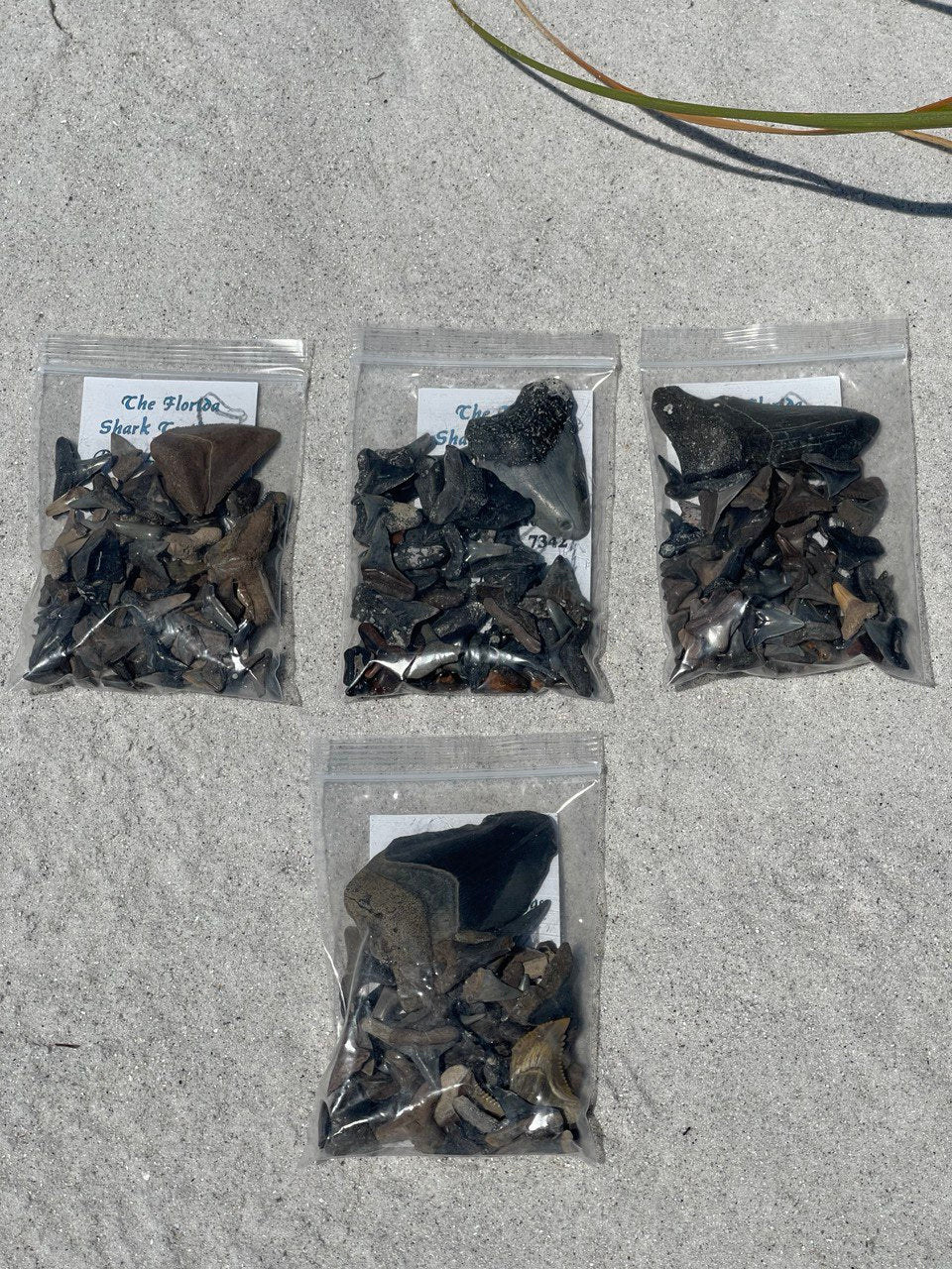 Florida Authentic Shark Teeth Bag