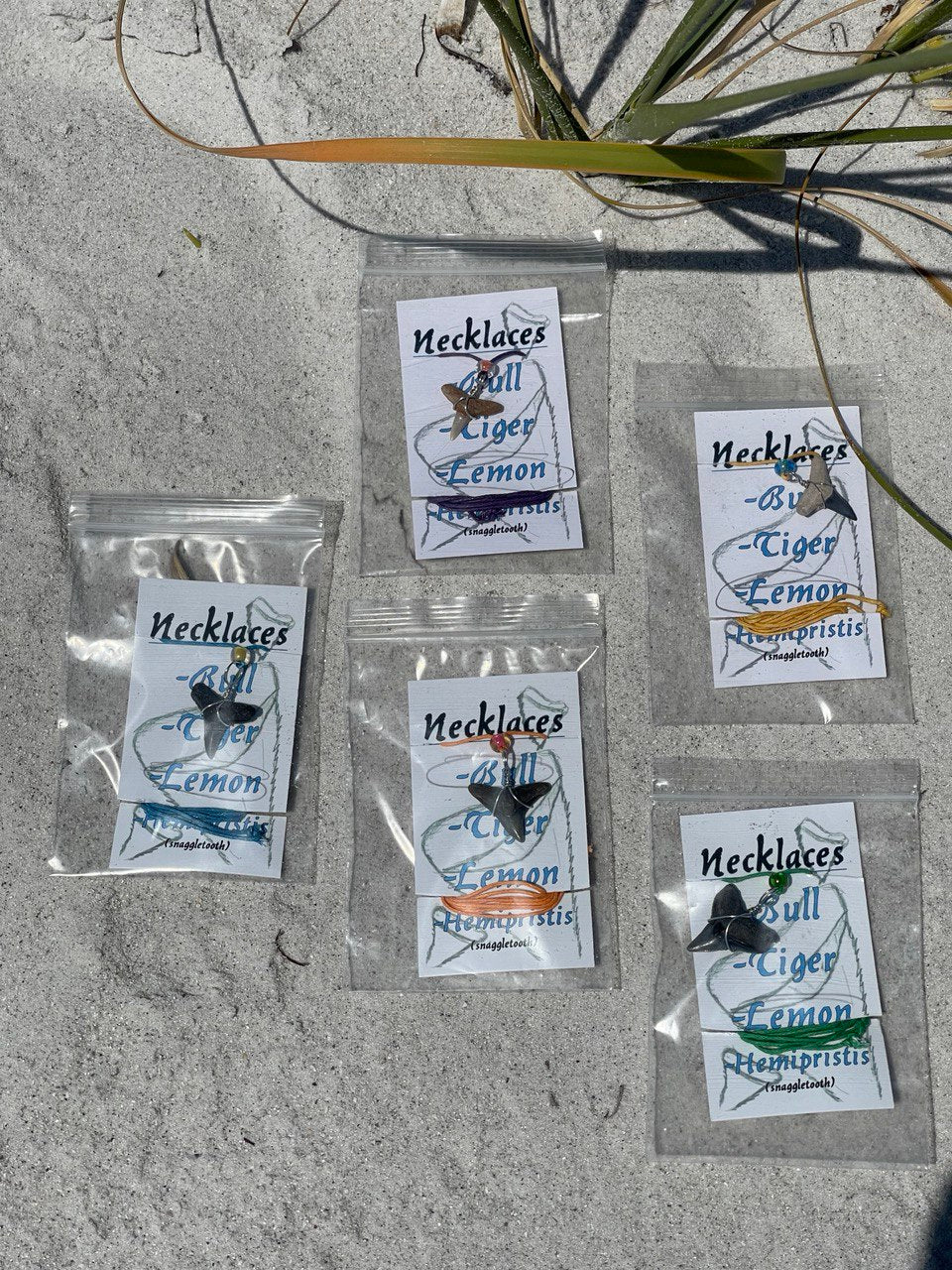 Florida Authentic Shark Teeth Necklace